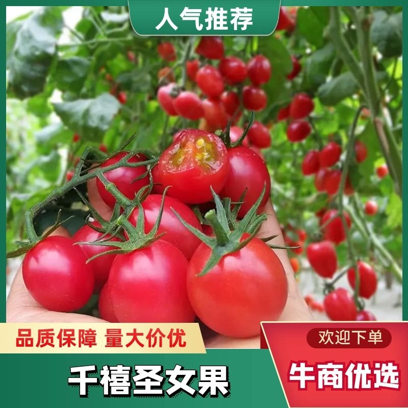 千禧圣女果、靓贝、贝多芬小番茄电商，团购，批发市场