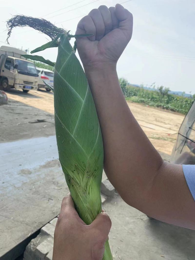 绵阳精品甜玉米太阳花玉米，量大稳定品质好，欢迎选购