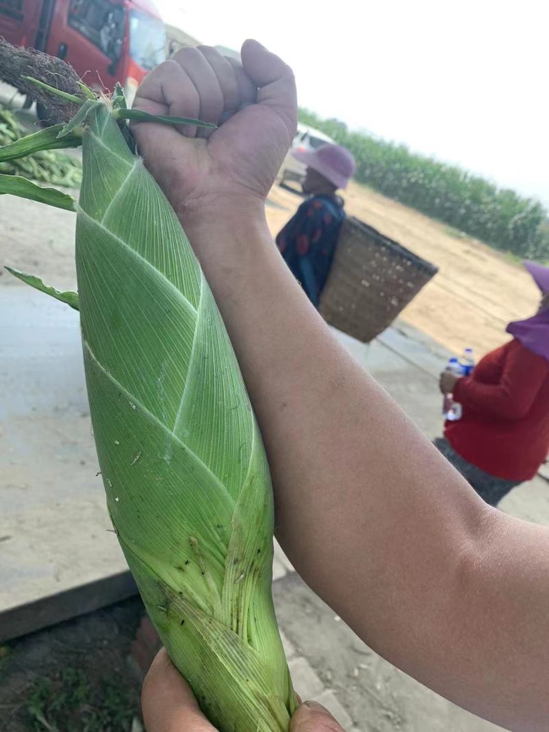 绵阳精品甜玉米太阳花玉米，量大稳定品质好，欢迎选购