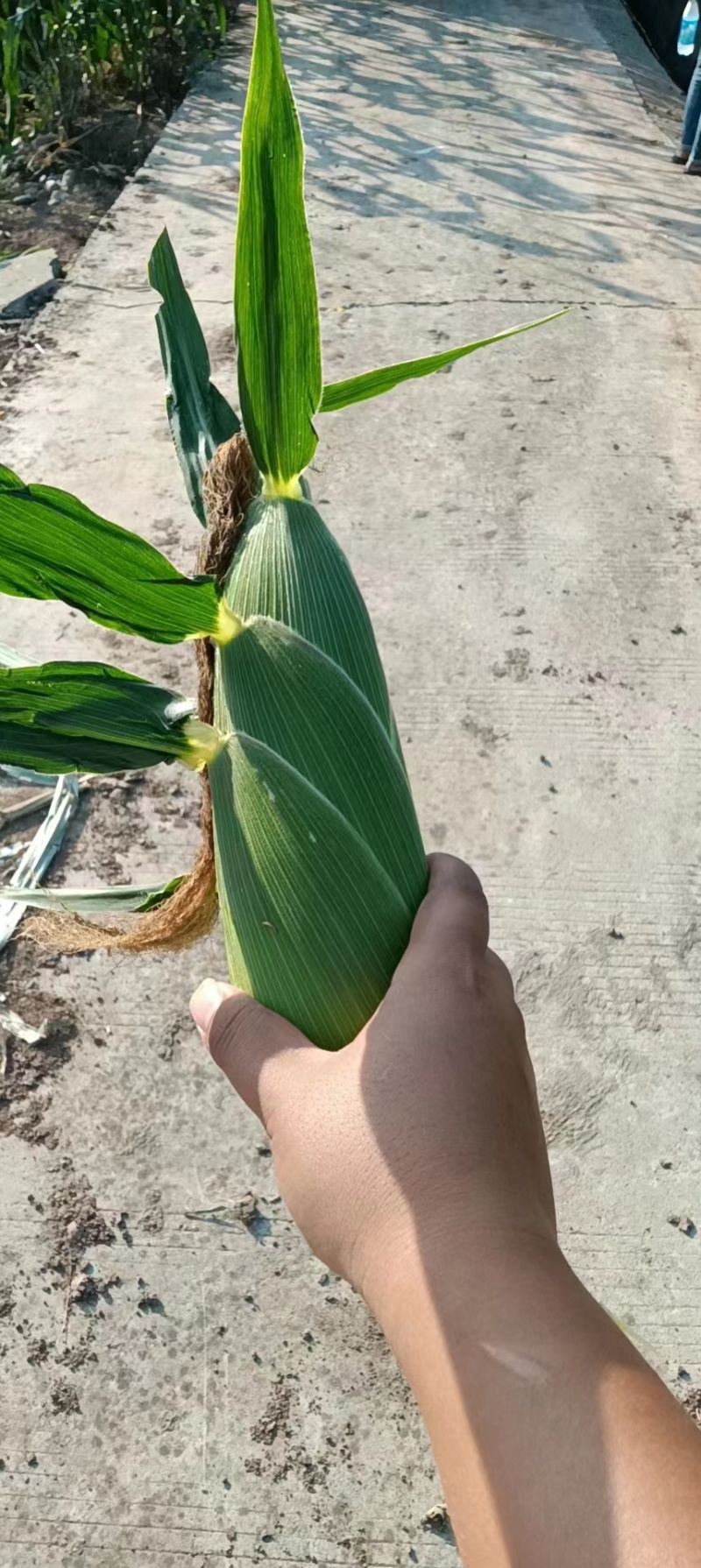 绵阳精品甜玉米太阳花玉米，量大稳定品质好，欢迎选购