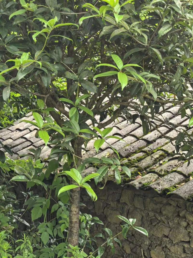 【自家种植】精品桂花树桂花苗-规格齐全成活率高欢迎咨询
