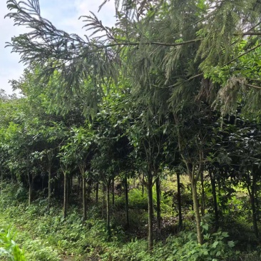 【自家种植】精品桂花树桂花苗-规格齐全成活率高欢迎咨询