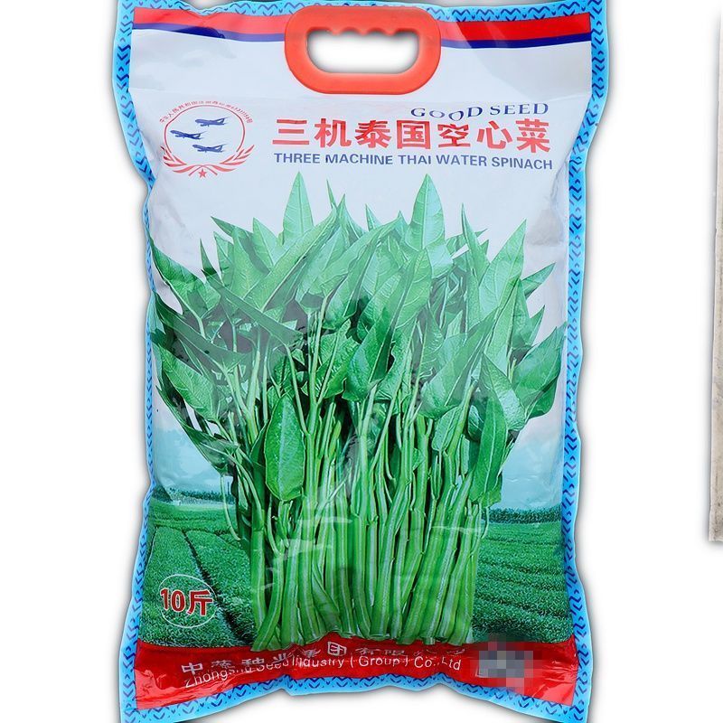 泰国空心菜种子绿梗空心菜口感脆嫩四季种植