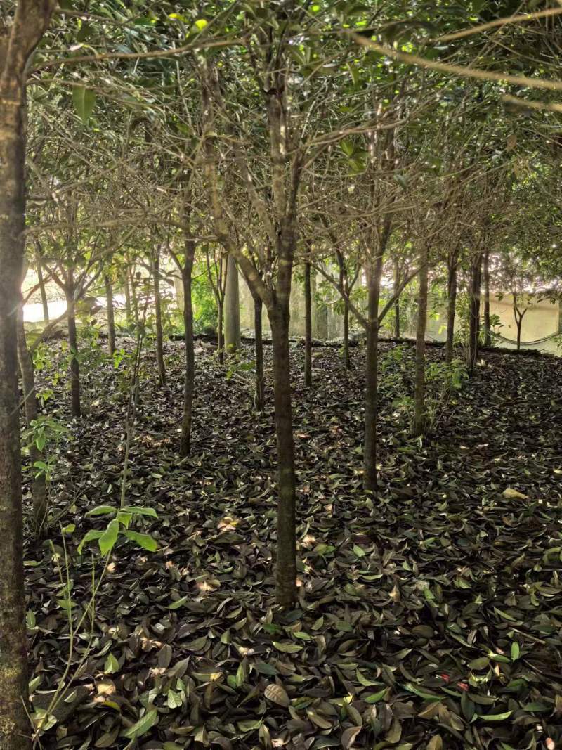 桂花树四季桂和八月桂品种纯正假一赔十提供技术