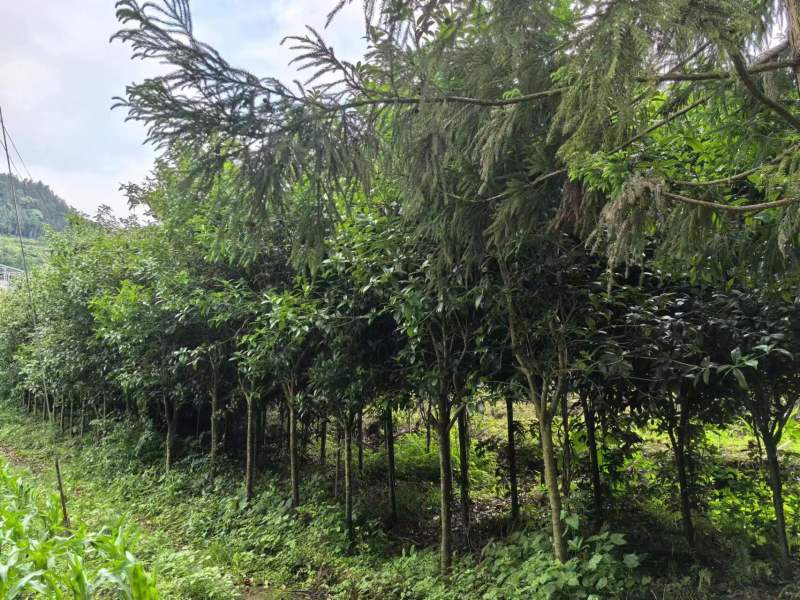 桂花树四季桂和八月桂品种纯正假一赔十提供技术