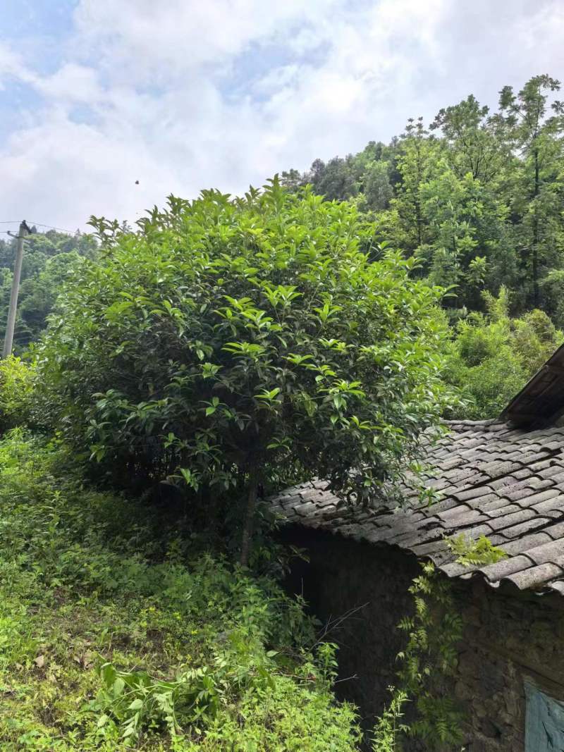 桂花树四季桂和八月桂品种纯正假一赔十提供技术