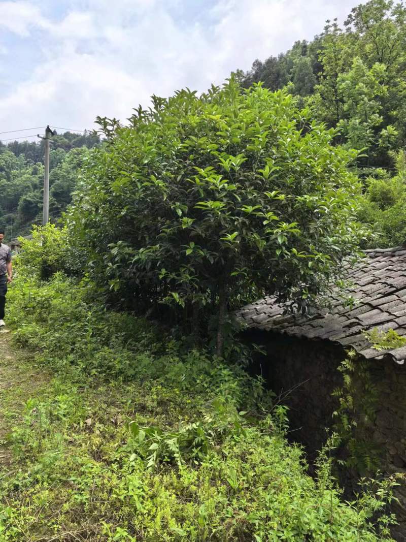 桂花树四季桂和八月桂品种纯正假一赔十提供技术