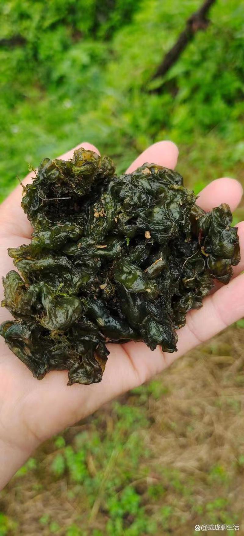 高原优质地皮菜无污染甘肃特色菜量大价优包邮