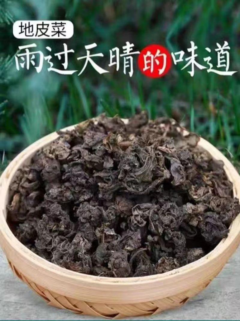 高原优质地皮菜无污染甘肃特色菜量大价优包邮
