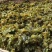 高原优质地皮菜无污染甘肃特色菜量大价优包邮
