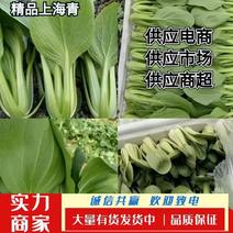 《上海青》油菜对接市场，商超食品厂，代收代发，各种叶类菜