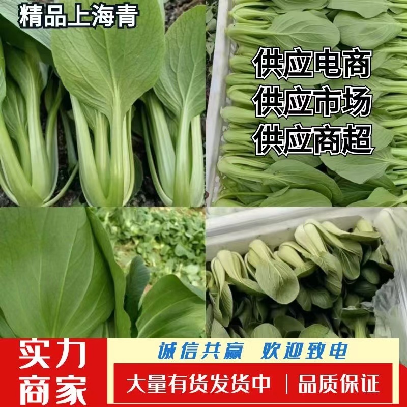 精品快菜对接电商市场商超食品厂常年供应保质保量