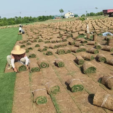 百慕大草坪量大质优价格优惠欢迎咨询采购
