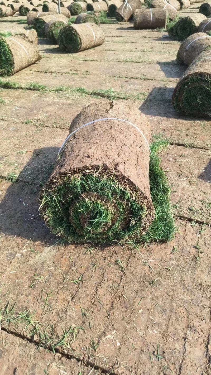 百慕大草坪量大质优价格优惠欢迎咨询采购