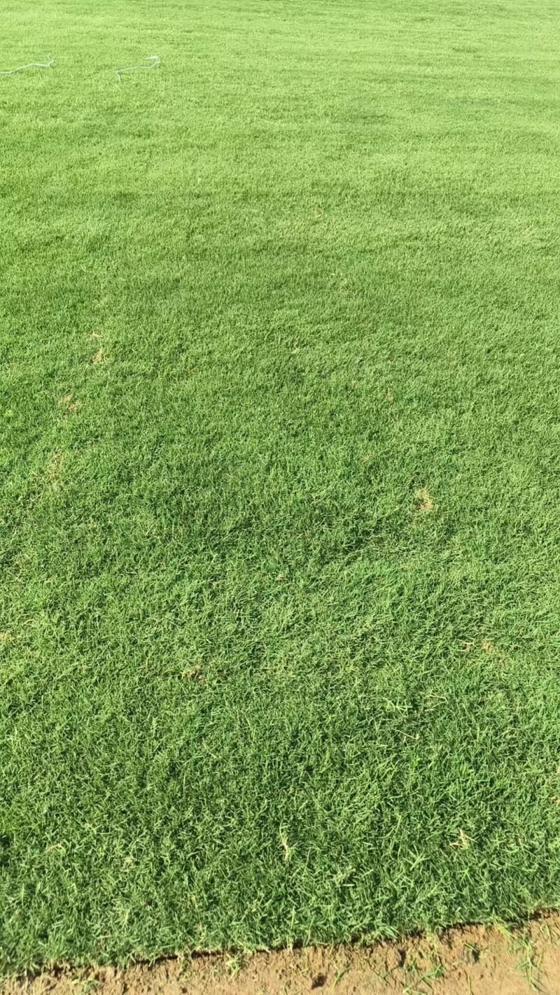 百慕大草坪量大质优价格优惠欢迎咨询采购