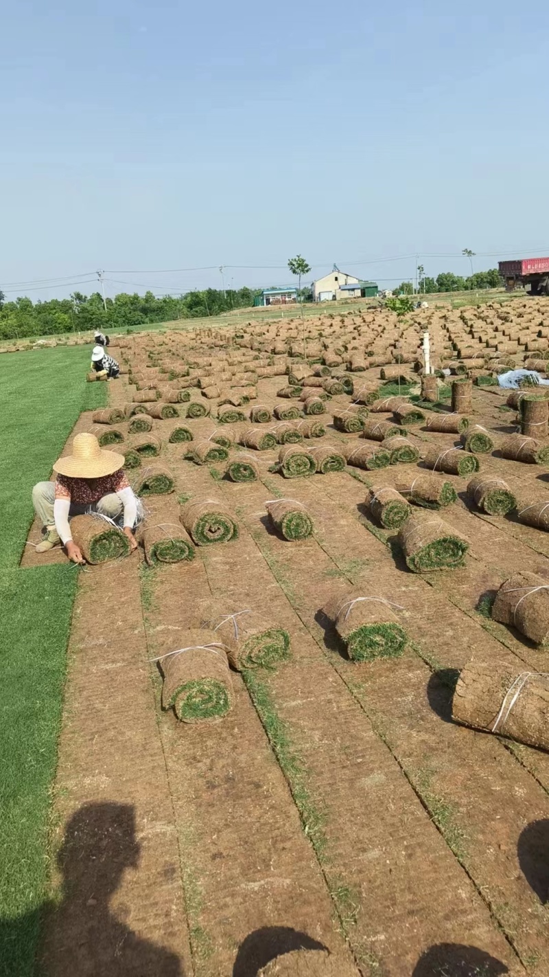 百慕大草坪量大质优价格优惠欢迎咨询采购