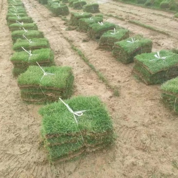 马尼拉草坪草草皮基地大量供应价格优惠欢迎电话咨询