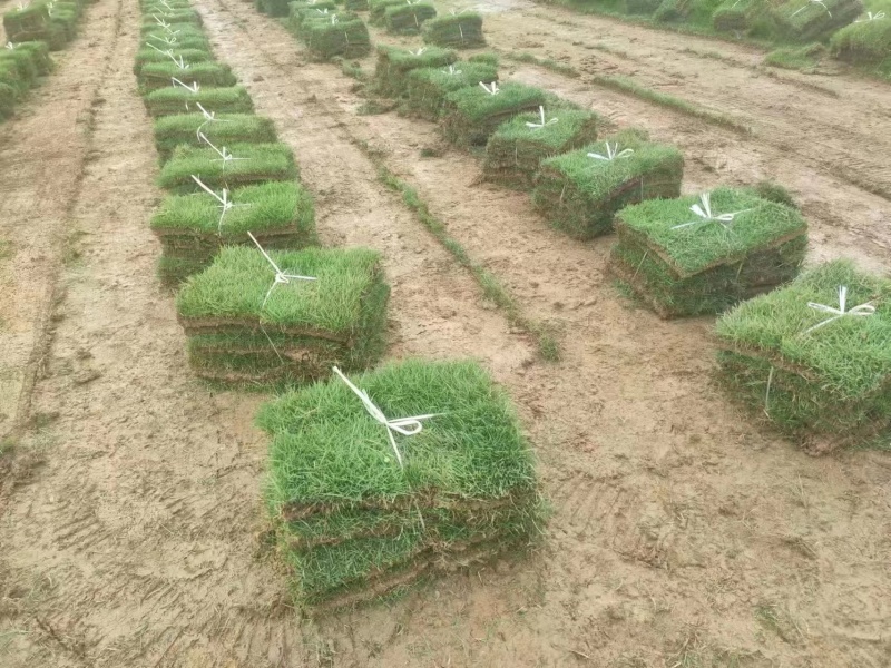 马尼拉草坪草草皮基地大量供应价格优惠欢迎电话咨询