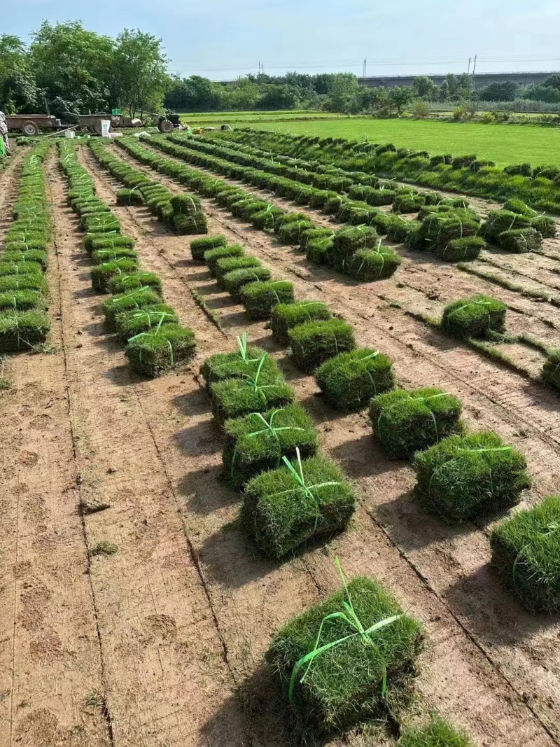 马尼拉草坪草草皮基地大量供应价格优惠欢迎电话咨询