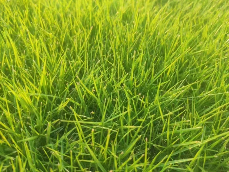 马尼拉草坪草草皮基地大量供应价格优惠欢迎电话咨询