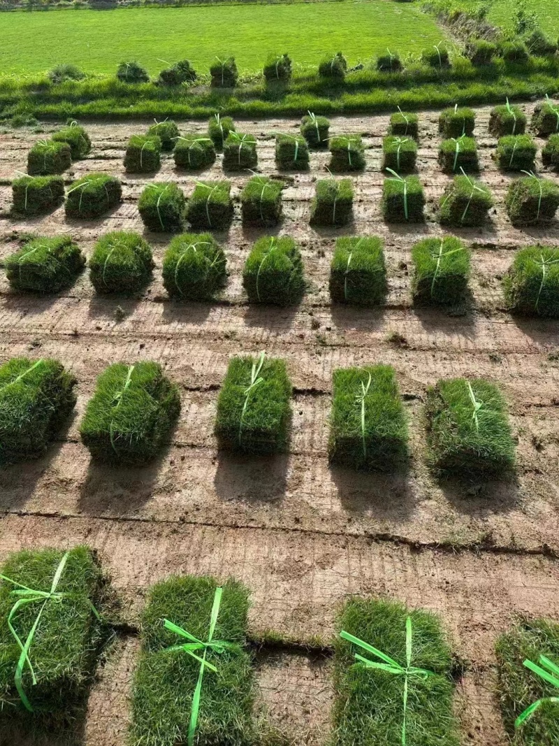 马尼拉草坪草草皮基地大量供应价格优惠欢迎电话咨询