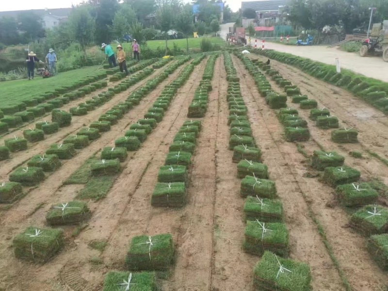 马尼拉草坪草草皮基地大量供应价格优惠欢迎电话咨询