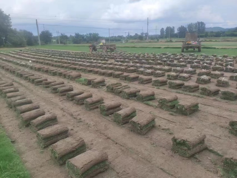 马尼拉草坪草草皮基地大量供应价格优惠欢迎电话咨询