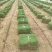 马尼拉草坪草草皮基地大量供应价格优惠欢迎电话咨询