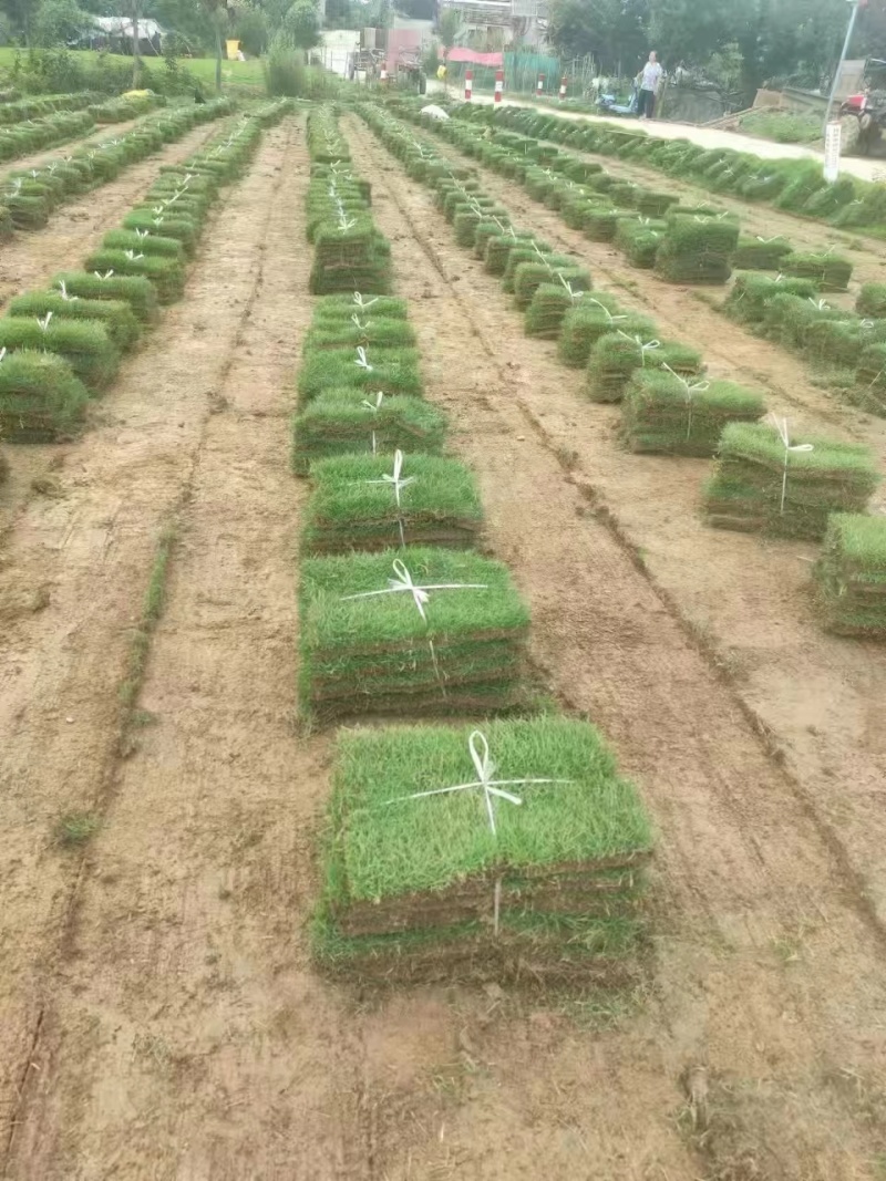 马尼拉草坪草草皮基地大量供应价格优惠欢迎电话咨询