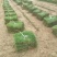 马尼拉草坪草草皮基地大量供应价格优惠欢迎电话咨询