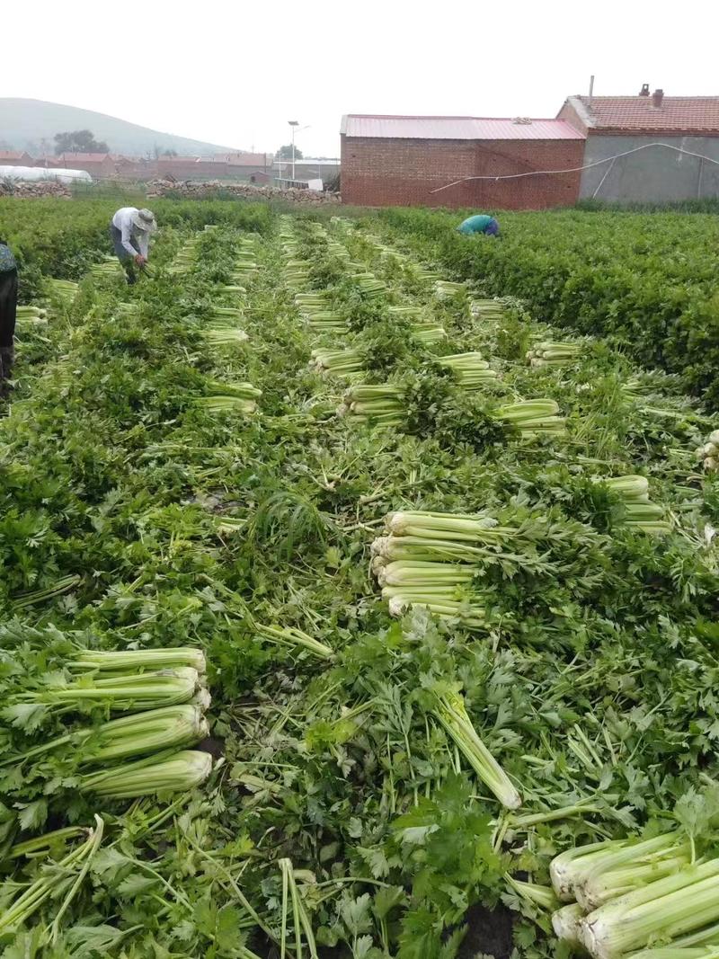 香芹菜毛芹菜规格全甘肃产地供货价格低对接全国批发商