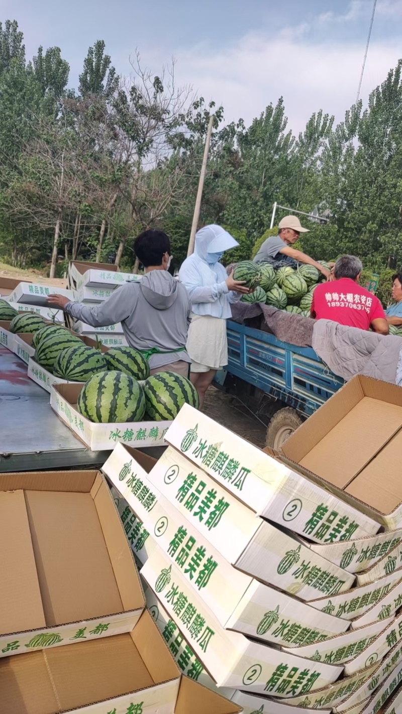 【美都西瓜】河南夏邑基地直供质量保证一手货源对接商超