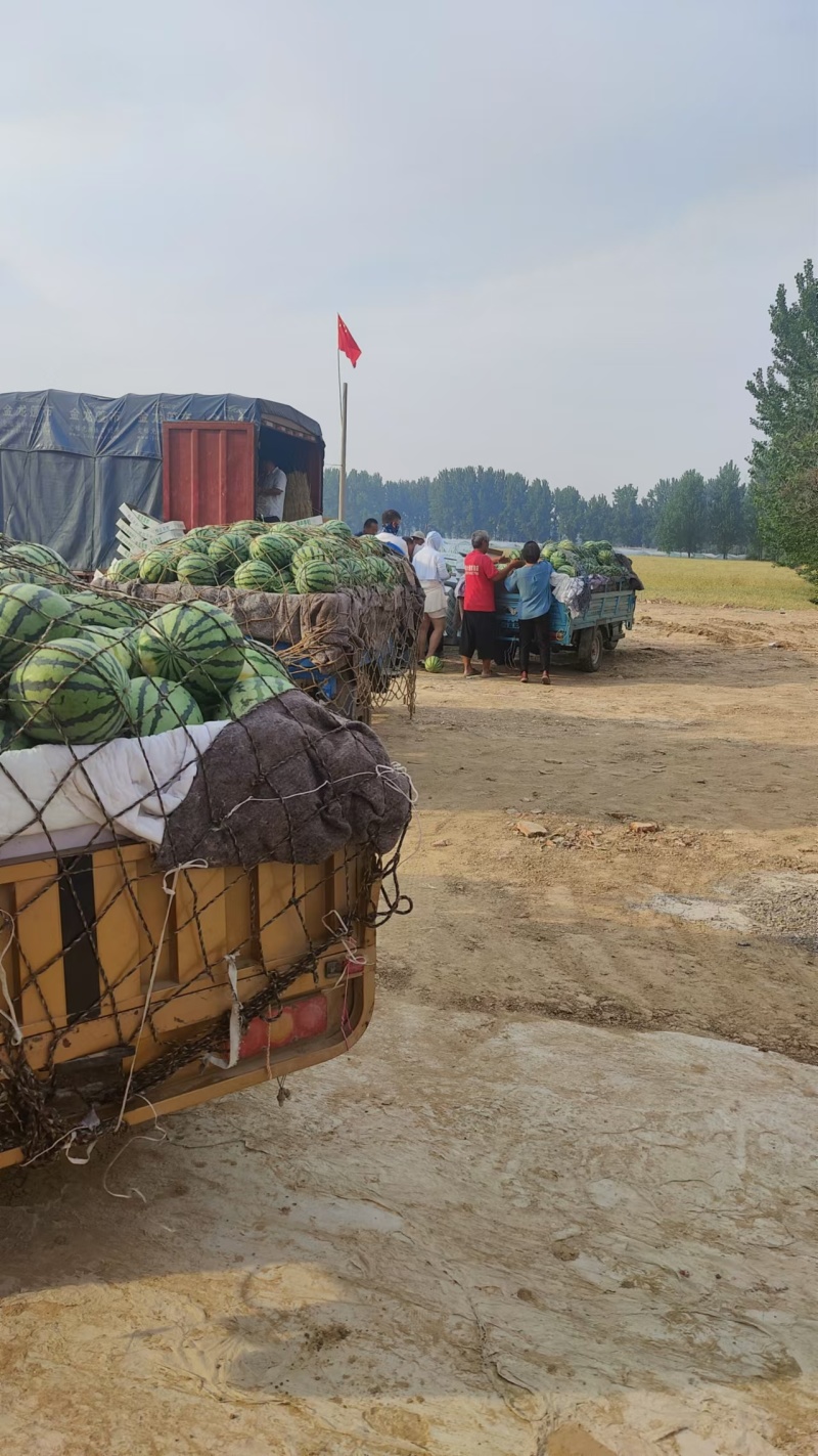 【美都西瓜】河南夏邑基地直供质量保证一手货源对接商超