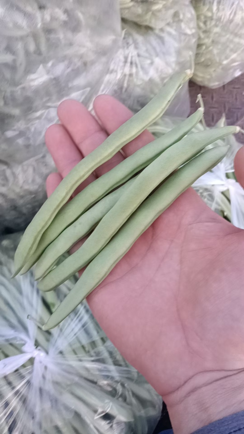 四季豆，江苏家梅四季豆无筋豆品质保证量大从优