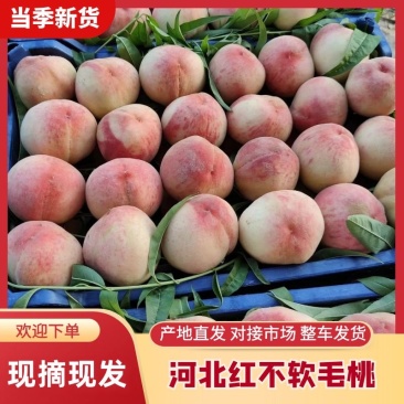 红不软毛桃，产地一手货源，货源充足，欢迎老板们联系我，