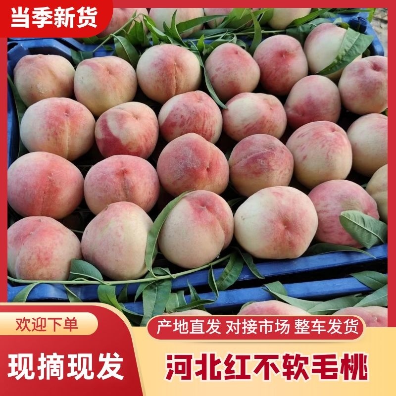 红不软毛桃，产地一手货源，货源充足，欢迎老板们联系我，