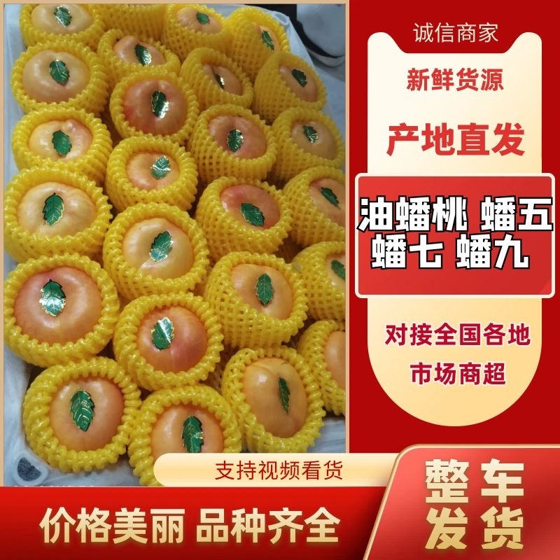 油蟠桃蟠五蟠七蟠九大量有货产地一手货源实力代发全国