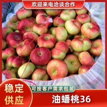 油蟠桃36--3产地一手货源，套袋不套袋的大量有货