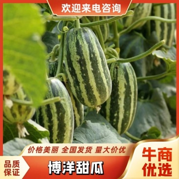 精品博洋甜瓜博洋九号博洋一号皮薄肉甜欢迎咨询