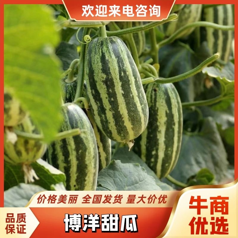 精品博洋甜瓜博洋九号博洋一号皮薄肉甜欢迎咨询