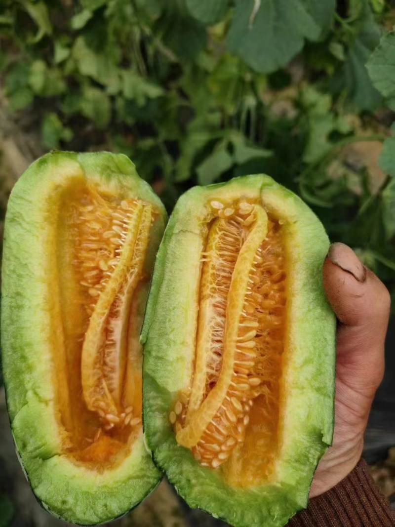 精品博洋甜瓜博洋九号博洋一号皮薄肉甜欢迎咨询