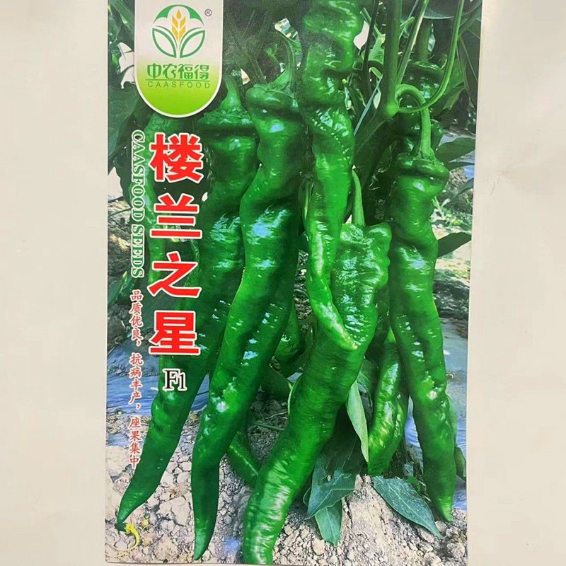 楼兰之星螺丝椒种子早熟抗病耐低温座果集中深绿螺纹