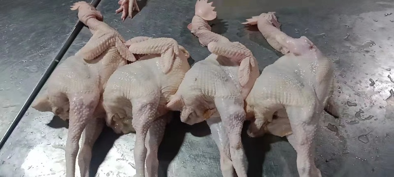 【牛商商家】东北红羽老母鸡量大从优欢迎咨询