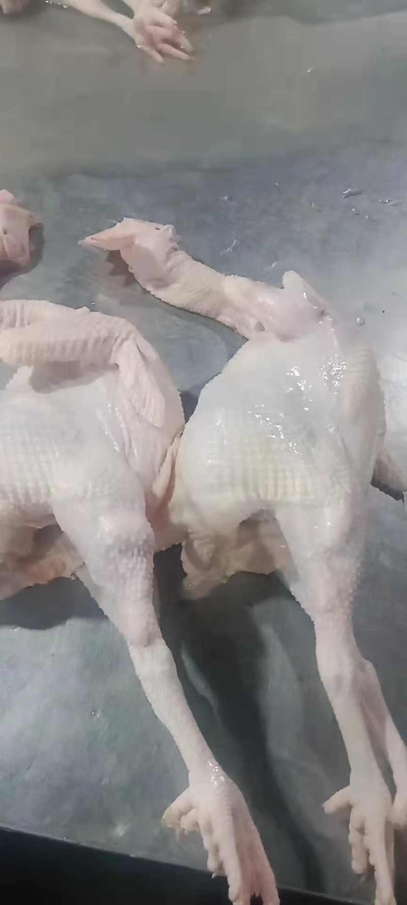 【牛商商家】东北红羽老母鸡量大从优欢迎咨询