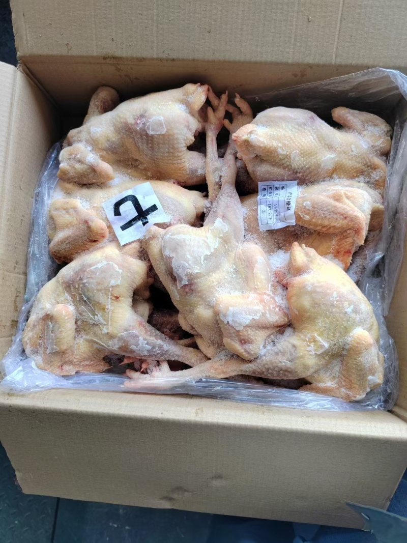 【牛商商家】东北红羽老母鸡量大从优欢迎咨询