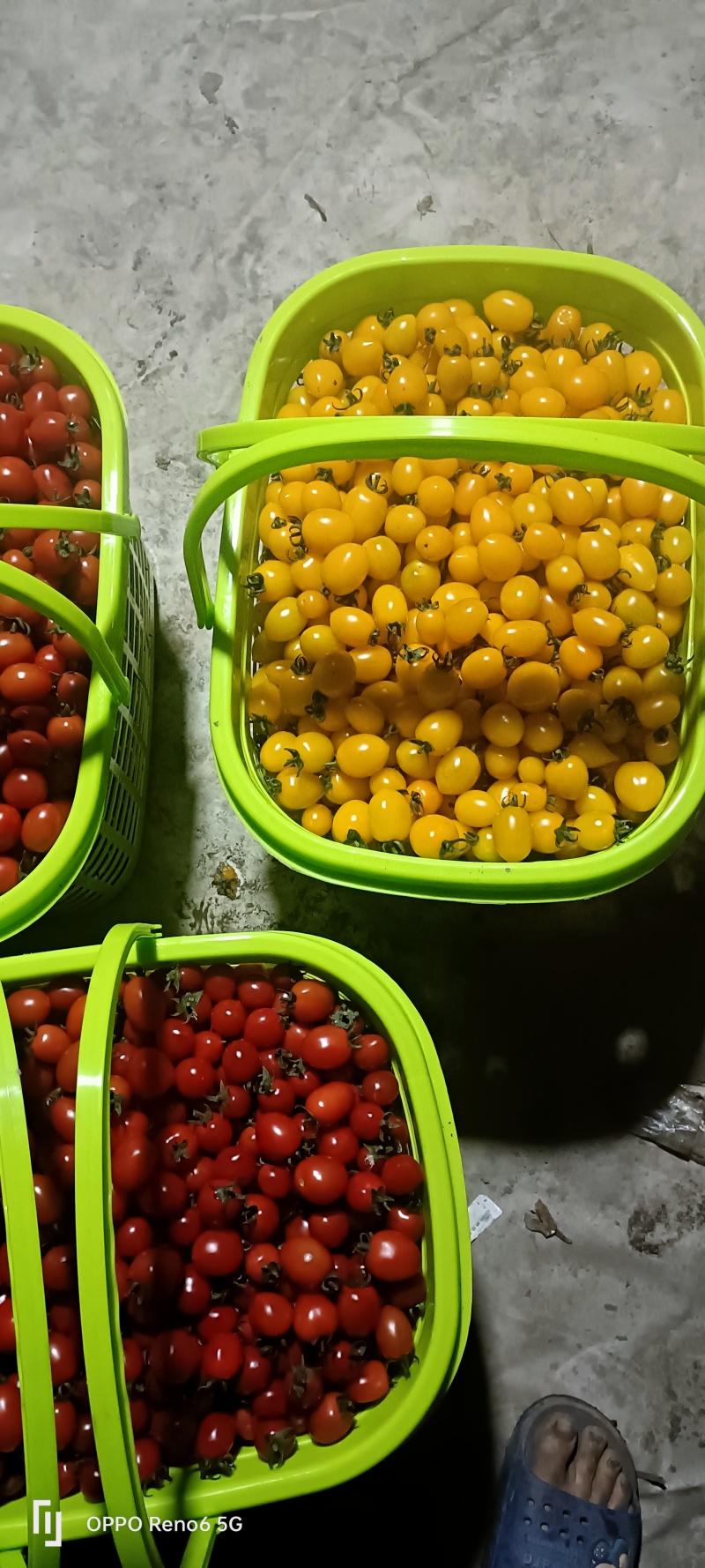 【精品小番茄】圣女果四川基地直发一手货源质量上乘