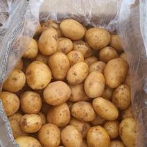 精品沃5土豆产地直供，量大存优，价格，可验货