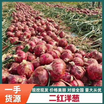 二红洋葱大量上货对接商超档口等可实地视频看货