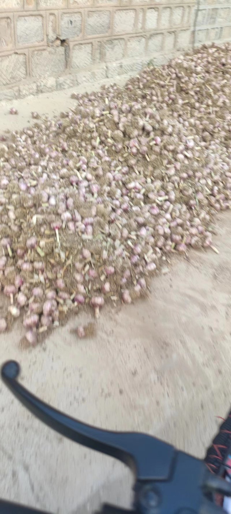 济南青稞大蒜大蒜蒜种品质保障欢迎咨询
