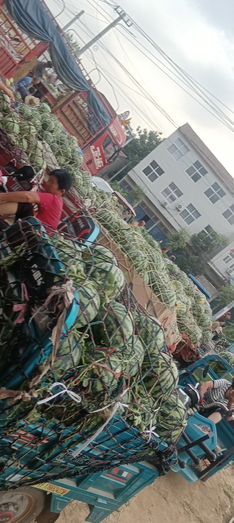 精品西瓜美都西瓜货源充足量大从优质量保证欢迎咨询